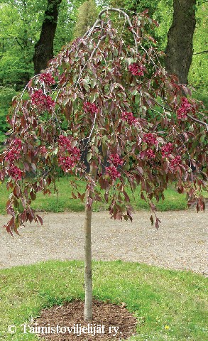 Malus Purpurea 'Royal Beauty'